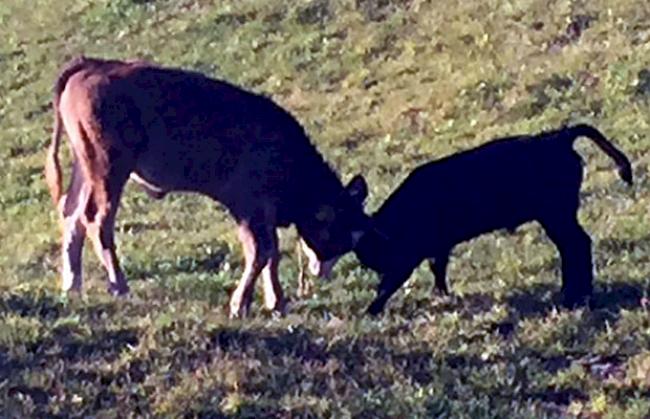 Stechfreudig. «Tigris», das Kuhkalb von «Taifun», übt das Stechen schon mal mit einem Simmentaler Kalb.