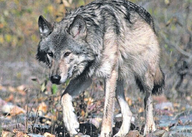 August 2015: Staatsrat Jacques Melly bewilligt den Abschuss des Wolfes in der Region Vallon de Réchy und Val d’Anniviers.
38 Schafe fielen dem Wolfzwischen dem 19. Juni und dem 8. August zum Opfer.