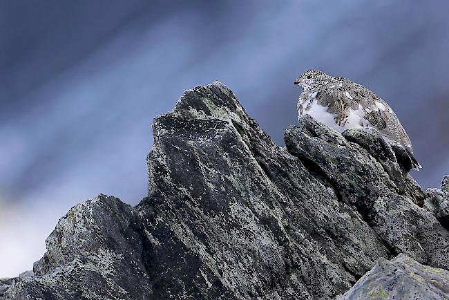Platz 2: In seinem Sommerkleid scheint dieses Alpenschneehuhn geradezu ein Teil des Felsens zu sein – in Form und Farbe. Fotografiert von Olivier Born.