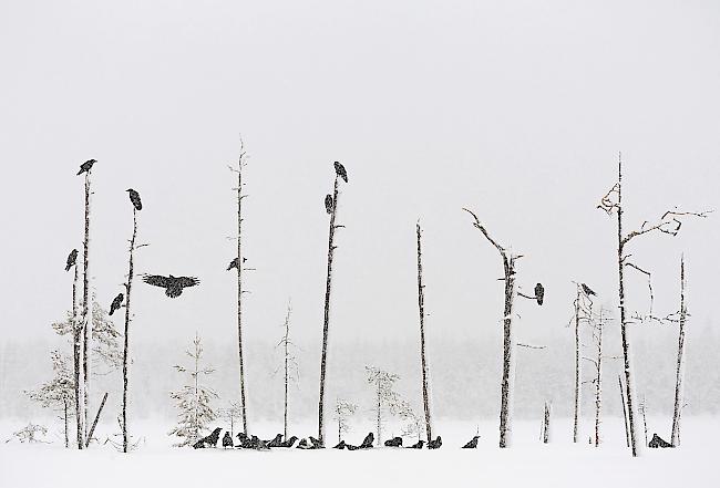 Platz 5: Eine Gruppe Kolkraben hat sich an diesem Wintertag bei einer Baumgruppe versammelt. Die starke Komposition dieses Bildes von Mika Honkalinna hat die Jury überzeugt.