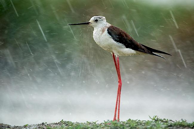 Platz 6: Ein seltenes Ereignis vom Fotografen Bence Máté festgehalten: Auf seinen schon fast unwirklich langen Beinen steht dieser Stelzenläufer buchstäblich im Regen.