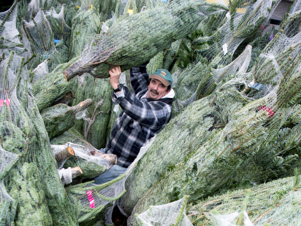 Weihnachtsbaum mieten liegt im Trend 1815.ch