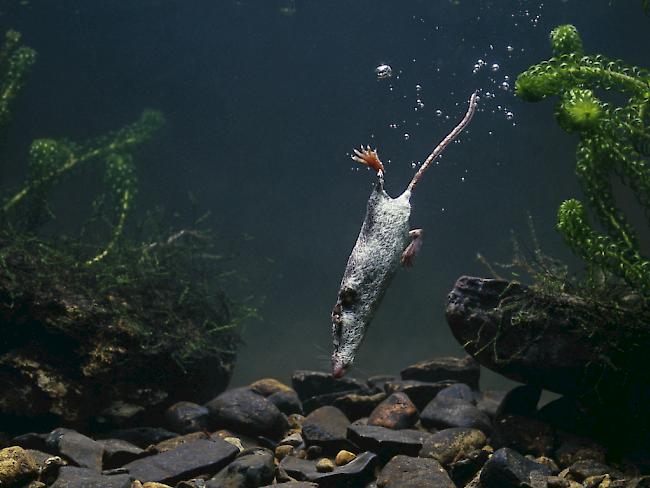 Das «Tier des Jahres 2016» auf Tauchgang: Die Wasserspitzmaus erbeutet den Grossteil ihrer Nahrung unter Wasser.