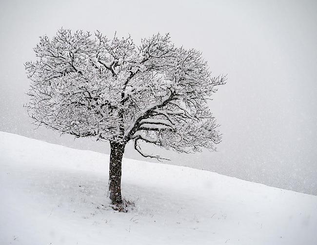 Ein verschneiter Zwetschgenbaum in Staldenried.