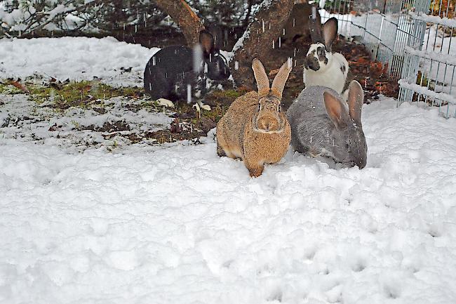 Eine Gruppe von gesund gepflegten Kaninchen, welche auf einen neuen Halter warten.