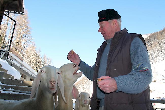 Herbert Zurbriggen ist einer der betroffenen Schäfer, denen vor bald zwei Jahren mehrere Mutten gestohlen wurden. Derzeit baut er eine neue Herde auf.  