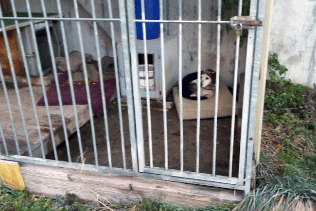 Hundezwinger in Gampel, den der Oberwalliser Tierschutz als unzulänglich einstuft.