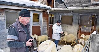 Vier lebende Schafe und 42 Treicheln &ndash; das ist alles, was die Saaser Sch&auml;fer wieder zur&uuml;ckbekommen haben.