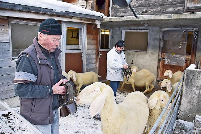 Vier lebende Schafe und 42 Treicheln – das ist alles, was die Saaser Schäfer wieder zurückbekommen haben.