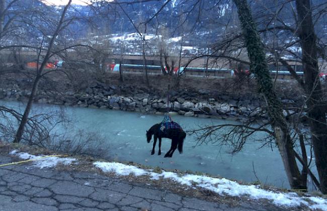Das Pferd stürzte in den Rotten, als die Reiterin von seinem Rücken herunter fiel.