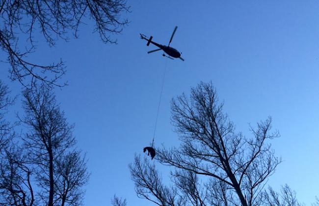 Per Helikopter konnte das Tier gerettet werden.