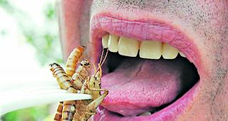 Schmaus oder Graus? F&uuml;r manche sind Insekten schon heute einen Biss wert. Auch in der Schweiz k&ouml;nnte sich die Zahl der Insekten-Fans ab diesem Jahr erh&ouml;hen.  