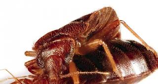 Bei zwei Kompanien, die den Wiederholungskurs in der Kaserne La L&eacute;cherette  absolvieren, sind Bettwanzen in den Schlafr&auml;umen und in Textilien gefunden worden.