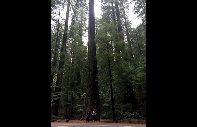 Rote Riesen im berühmten Redwoods State Park