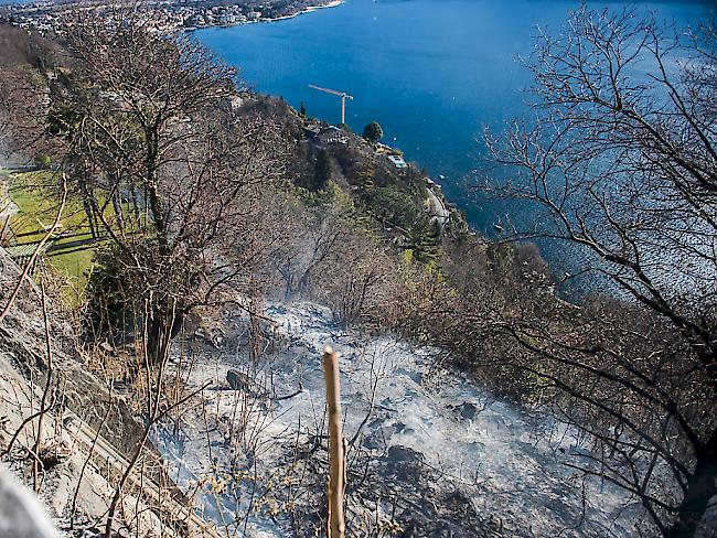 In diesem Waldstück oberhalb von Ascona wüteten die Flammen. Die Tessiner Gemeinde kam im Vergleich zum italienischen Valle Vigezzo relativ glimpflich davon. Dort dauerten die Löscharbeiten am Donnerstag noch an.