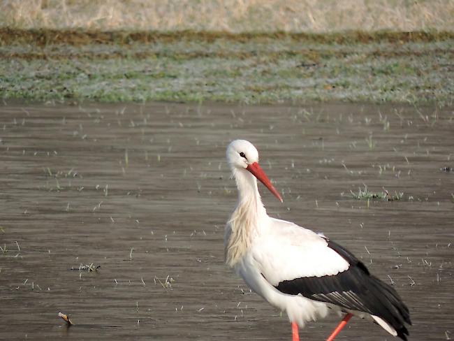 Auf seiner Zugroute hat sich ein Weissstorch bei einer Wasserlache auf einem Feld in Gampel eine Pause gegönnt. 