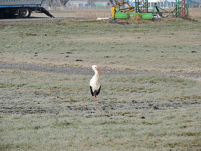 Dass der Weissstorch, der am Donnerstag auf einem Acker in Gampel beobachtet wurde, auf seiner Zugroute alleine unterwegs ist, ist nicht ungewöhnlich.  