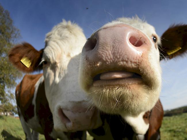 Wenn die EU ihre Klimaziele erreichen will, muss auch die Landwirtschaft ihre Emissionen deutlich senken. Den Konsum von Rindfleisch und Milchprodukten zu senken, sei dafür wahrscheinlich unvermeidlich, besagt eine neue Studie. (Archiv)