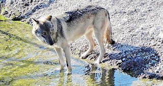 Die DNA von im Wallis lebenden W&ouml;lfen wird mit hoher Wahrscheinlichkeit auch weiterhin ausserkantonal analysiert werden m&uuml;ssen.