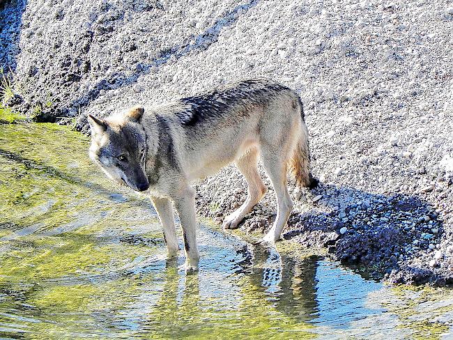 Die DNA von im Wallis lebenden Wölfen wird mit hoher Wahrscheinlichkeit auch weiterhin ausserkantonal analysiert werden müssen.