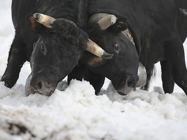 Die Kuhkämpfe auf Schnee bei Leukerbad VS ziehen viele Zuschauer an, stossen aber nicht nur auf Begeisterung (Archiv).