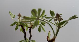 Natur versus St&auml;dteplanung.