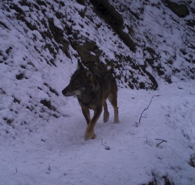 Im Rahmen des diesjährigen Wintermonitorings der Dienststelle für Jagd, Fischerei und Wildtiere tappten verschiedene Wölfe in die von der Wildhut installierten Fotofallen.