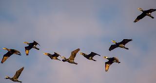 Ein Kormoran-Schwarm &uuml;berfliegt das Rhonetal. 