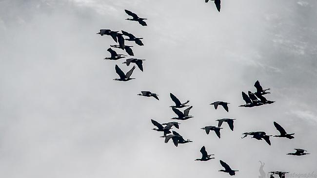 Kormorane sind grosse Wasservögel, die in Kolonien brüten. Die perfekten Taucher fischen oft gemeinsam. Das garantiert einen höheren Jagderfolg.