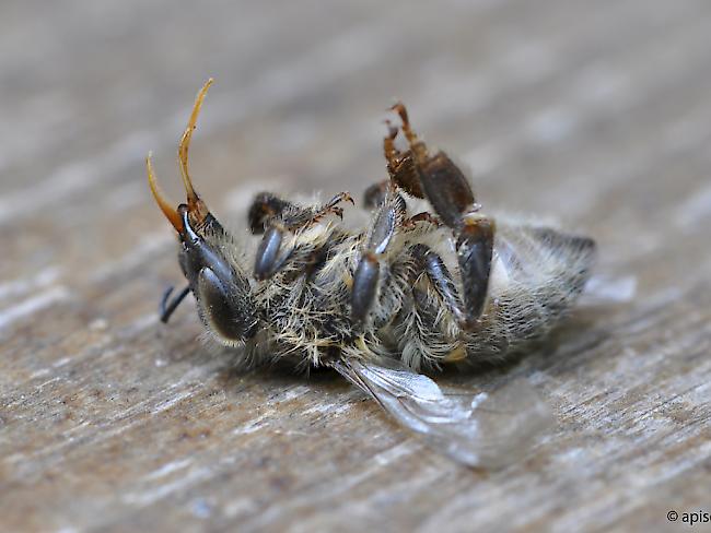 Bereits geringe Mengen von Neonicotinoiden können Bienen töten.