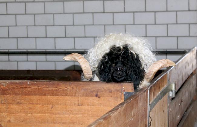 Impressionen vom Schwarznasenwidder-Waschtag bei Schäfern in Baltschieder vom Freitag.