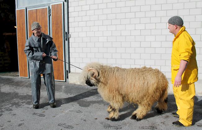 Impressionen vom Schwarznasenwidder-Waschtag bei Schäfern in Baltschieder vom Freitag.