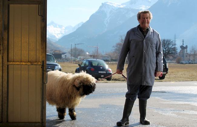 Impressionen vom Schwarznasenwidder-Waschtag bei Schäfern in Baltschieder vom Freitag.