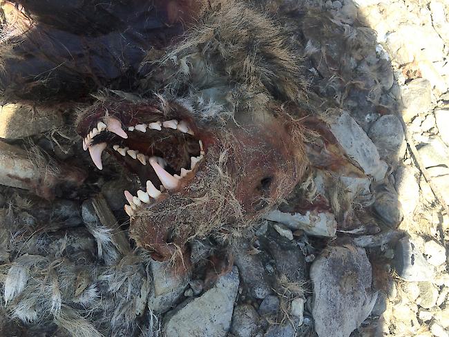 Foto des toten Wolfs, der am vergangenen Montag in Raron entdeckt worden ist.