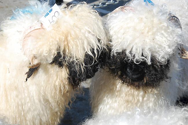 Die schwarznasigen Tiere waren die Stars des Tages ...