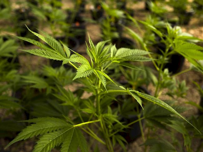 Die Gesundheitskommission des Nationalrates (SGK) will keine Versuche zur kontrollierten Abgabe von Cannabis für Genusszwecke ermöglichen. Sie hat sich gegen einen Experimentierartikel ausgesprochen.
f