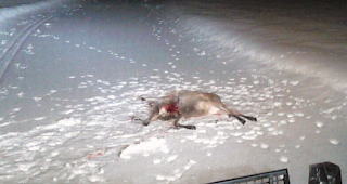 Riss auf der Loipe. Eine gerissene Hirschkuh auf der L&ouml;tschentaler Langlaufloipe bei Wiler im Scheinwerferlicht des Loipenfahrzeugs vor Tagesanbruch. 