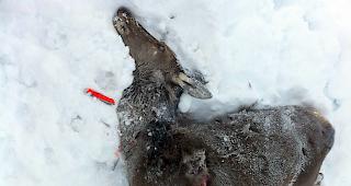 Im letzten Winter fielen mehrere Wildtiere im L&ouml;tschental dem Wolf zum Opfer.