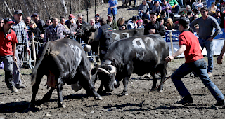 Der Rabatteur rechts im Foto kurz vor dem Zwischenfall.