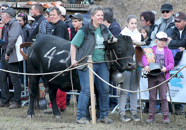 Ringkuhkampf im Goler vom 20. März