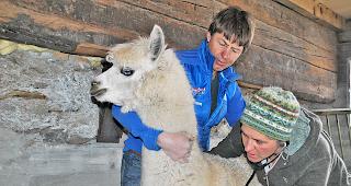 Auch die Alpakas von Konsti und Ursula Imboden aus T&auml;sch hat Tier&auml;rztin Natascha Biner schon erfolgreich hom&ouml;opathisch gegen Durchfall behandelt.