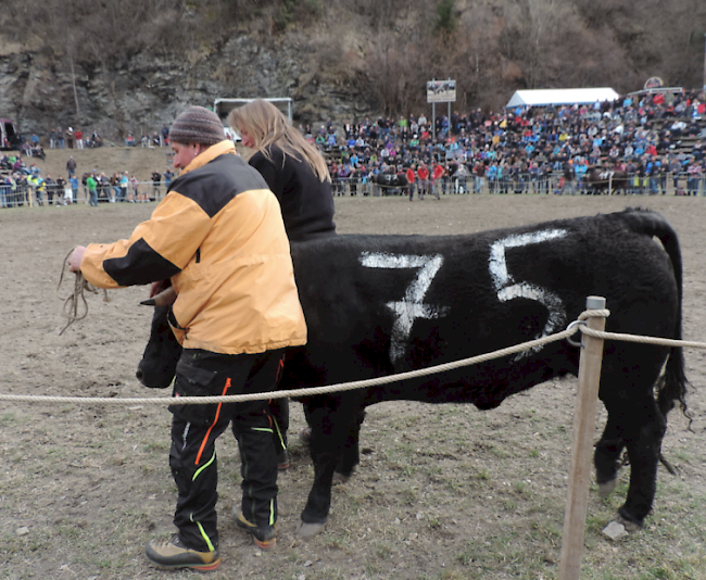 Die Siegerin der Kategorie der schweren Rinder: «Ayana».