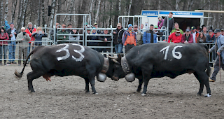 Farga (Nr. 33) holte sich am Ostermontag den Titel der Vifra-K&ouml;nigin im Final gegen Nevada.