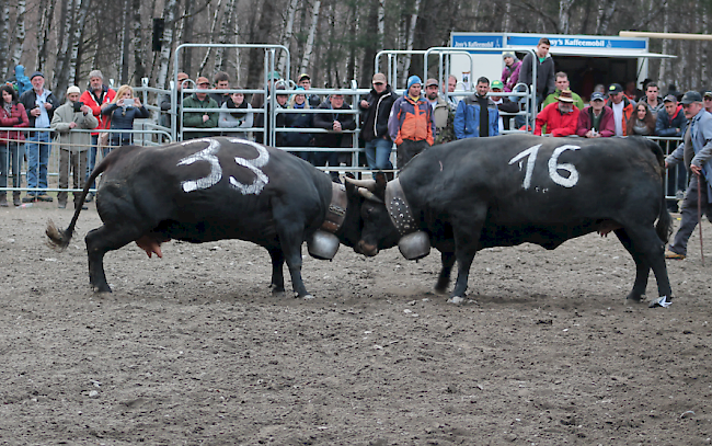 Farga (Nr. 33) holte sich am Ostermontag den Titel der Vifra-Königin im Final gegen Nevada.