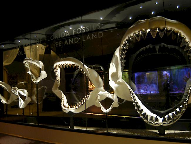 Dem Träger dieses bis zu drei Metern breiten Gebisses wollte man wohl lieber nicht begegnen: Der Riesen-Hai Megalodon lebte und jagte bis vor 2,6 Millionen Jahren in den Weltmeeren.