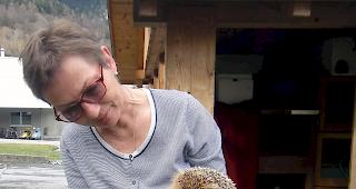 Igel-Helferin Ingrid Furrer mit einem ihrer Sch&uuml;tzlinge. Bei den auf der Igel-Station untergebrachten Stachel-Tierchen kehren nach den Wintermonaten allm&auml;hlich die Lebensgeister zur&uuml;ck. 