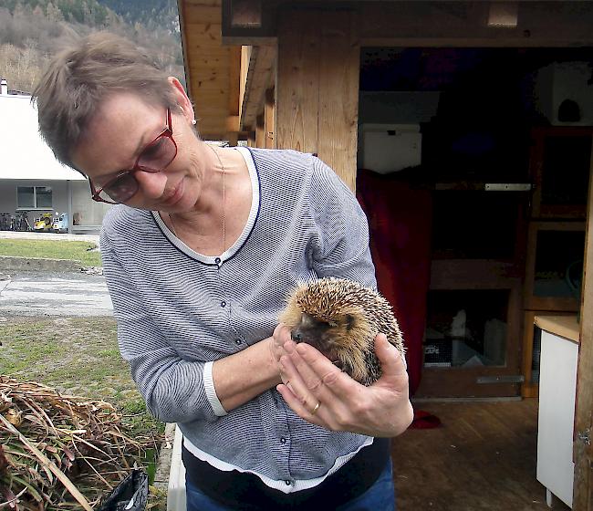 Igel-Helferin Ingrid Furrer mit einem ihrer Schützlinge. Bei den auf der Igel-Station untergebrachten Stachel-Tierchen kehren nach den Wintermonaten allmählich die Lebensgeister zurück. 