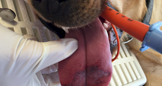 Das Gift hat auf der Zunge schon kurz nach der Ber&uuml;hrung mit den giftigen Raupen f&uuml;r heftige Reaktionen gesorgt.