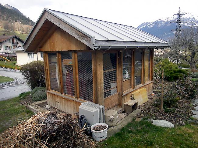 Auf der Agarner Igelstation – der einzigen im Wallis – werden die kleinen Wildtiere gehegt und gepflegt, um sie anschliessend wohlauf in die Freiheit zu entlassen. 