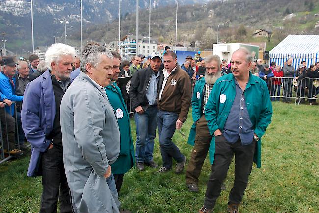 Die Richter begutachten die Rekurstiere.